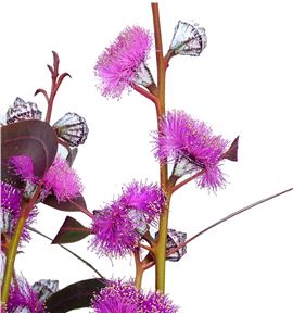 Eucaliptus globulus flor fucsia - EUCGLOFUC