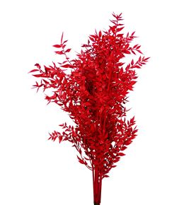 Ruscus fino preservado rojo - RUSPREROJ