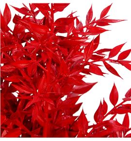 Ruscus fino preservado rojo - RUSPREROJ