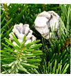 Boeket kerst gedecorred blanco 28 - BOEKERGEDBLA1