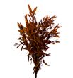 Eucaliptus preservado gunnii amarillo - EUCPREGUNAMA