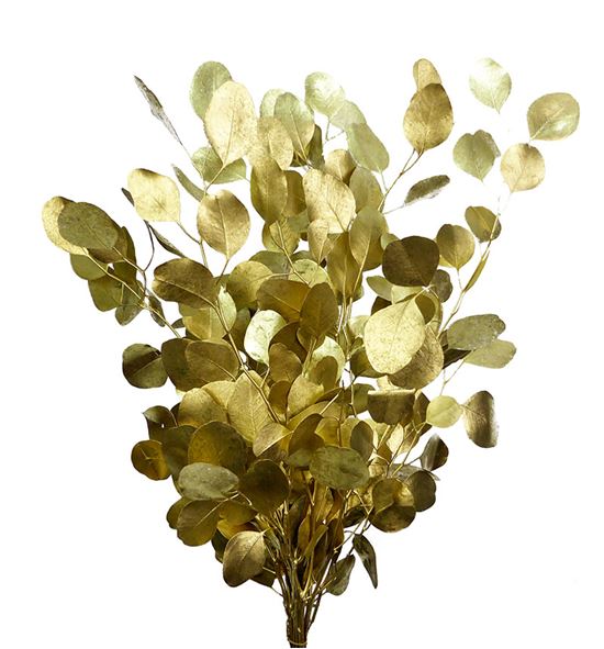 Eucaliptus populus oro sin fruto - EUPOPOROSIN