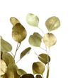Eucaliptus populus oro sin fruto - EUPOPOROSIN1