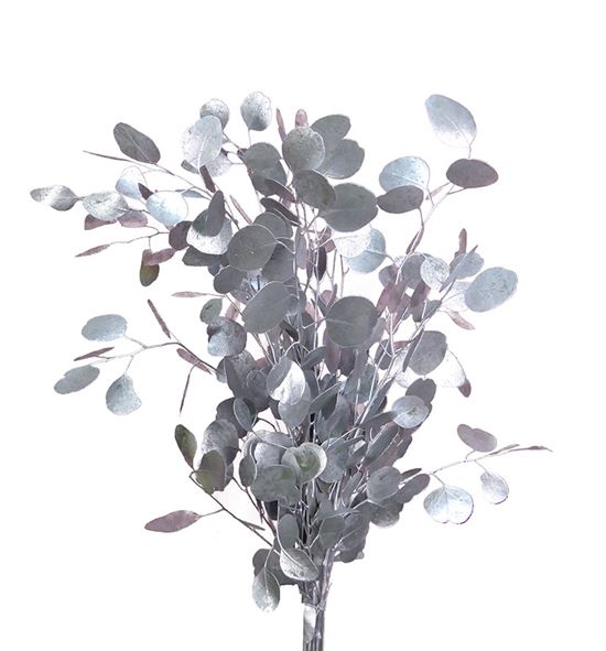 Eucaliptus populus plata sin fruto - EUPOPPLASIN