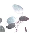 Eucaliptus populus plata sin fruto - EUPOPPLASIN1