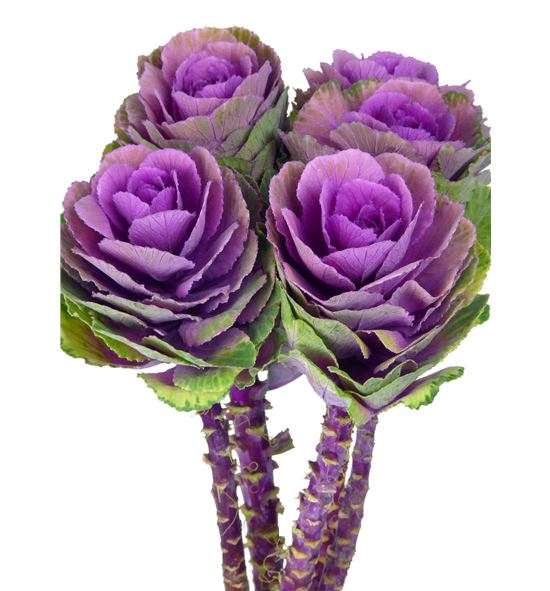 Brassica red crane 70 x5 - BRAREDCRA