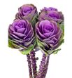 Brassica red crane 70 x5 - BRAREDCRA