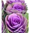 Brassica red crane 70 x5 - BRAREDCRA1