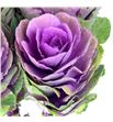 Brassica red crane 70 x5 - BRAREDCRA2