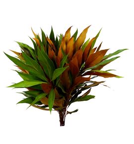 Grevillea baileyana 40 - GREBAI