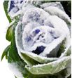 Brassica azul nieve 70 - BRAAZUNIE1
