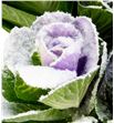 Brassica milka nieve 70 - BRAMILNIE1