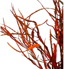 Grevillea naranja - GRENAR