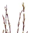 Salix wilgenkatjes 100 - SALWIL1