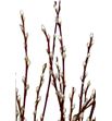 Salix wilgenkatjes 100 - SALWIL2