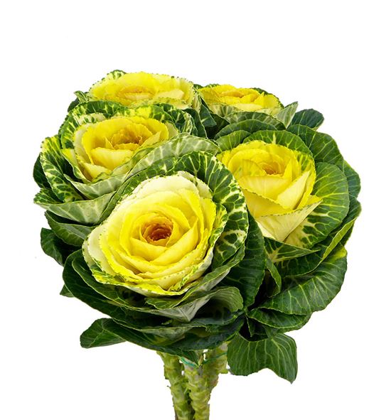 Brassica amarilla x5 - BRAAMA