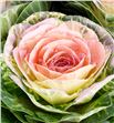 Brassica rosa x5 - BRAROS1