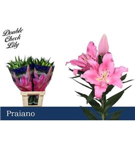 Lili oriental hol praiano 95 - LOHPRA