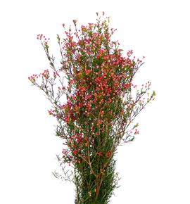 Flor de cera roja - FLOCERROJ