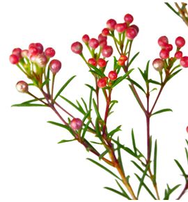 Flor de cera roja - FLOCERROJ