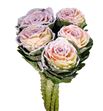 Brassica rosa nieve x5 - BRAROSNIE