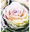 Brassica rosa nieve x5 - BRAROSNIE1