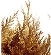 Tuya antiek oro - TUYOROANT1