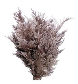 Tuya champagne - TUYCHA