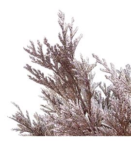 Tuya champagne - TUYCHA