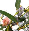 Eucaliptus globulus flor blanca - EUCGLOBLA1