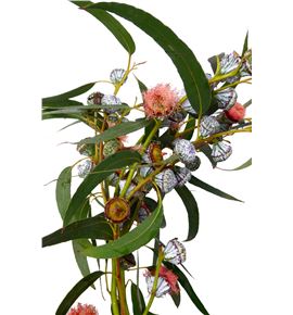 Eucaliptus globulus flor roja - EUCGLOBLA