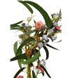 Eucaliptus globulus flor roja - EUCGLOBLA