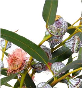 Eucaliptus globulus flor roja - EUCGLOBLA
