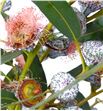 Eucaliptus globulus flor roja - EUCGLOBLA2