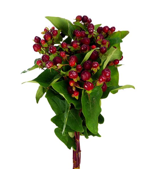Hypericum magical cherry 60 - HYPMAGCHE