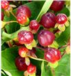 Hypericum magical cherry 60 - HYPMAGCHE1