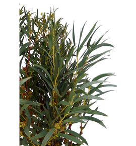 Eucaliptu nicoli 80 - EUCNIC