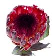 Protea sharon 60 - PROSHA1