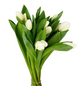 Tulipan antarctica 40 - TULANT