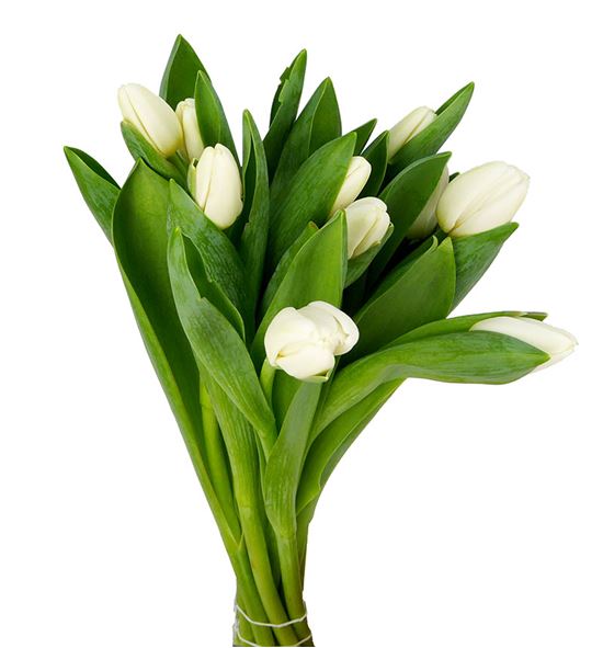 Tulipan antarctica 40 - TULANT