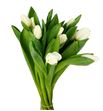 Tulipan antarctica 40 - TULANT