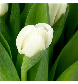 Tulipan antarctica 40 - TULANT Tulipan antarctica 40 - TULANT