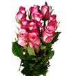 Rosa hol spark condor 50 - RGRSPACON