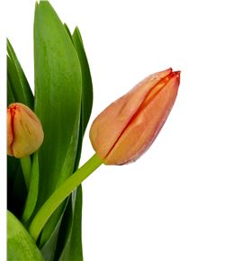 Tulipan orange westfrisian 38 - TULORAWES