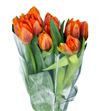 Tulipan prinses irene 33 - TULPRIIRE