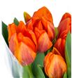 Tulipan prinses irene 33 - TULPRIIRE1