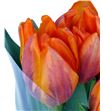 Tulipan prinses irene 33 - TULPRIIRE2