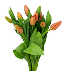 Tulipan orange westfrisian 40 - TULORAWES