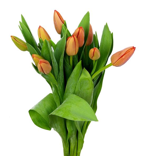 Tulipan orange westfrisian 40 - TULORAWES