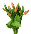 Tulipan orange westfrisian 40 - TULORAWES